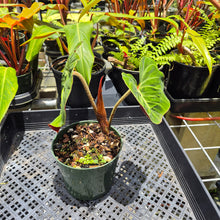 Load image into Gallery viewer, Philodendron Verrucosum Amazon Sunset, Exact Plant Ships Nationwide
