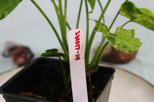 Load image into Gallery viewer, Variegated Syngonium Podophyllum Mojito Double plant Exact Plant