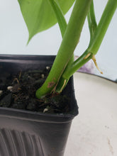 Load image into Gallery viewer, Microstictum, Philodendron