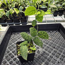 Load image into Gallery viewer, Scindapsus Snake Scale exact plant, Fedex 2day*