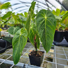 Load image into Gallery viewer, Anthurium Angamarcanum , Exact Plant