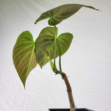 Load image into Gallery viewer, Philodendron Splendid, Exact Plant Ships Nationwide