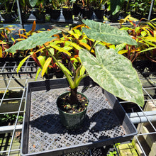 Load image into Gallery viewer, Alocasia Wentii Pink Splash Variegated 6" pot, Fedex 2day