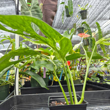 Load image into Gallery viewer, Monstera Adansonii Mint "Indonesia", Exact Plant Variegated Ships Nationwide