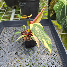 Load image into Gallery viewer, Philodendron Strawberry Shake, Exact Plant Variegated Ships Nationwide