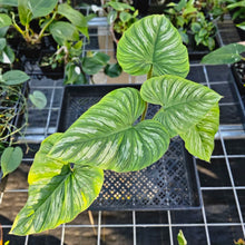 Load image into Gallery viewer, Philodendron Mamei, Exact Plant Ships Nationwide