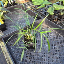 Load image into Gallery viewer, Philodendron Polypodoides, Exact Plant Ships Nationwide