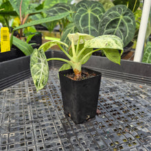 Load image into Gallery viewer, Alocasia Ninja Tricolor, Exact Plant Variegated Ships Nationwide