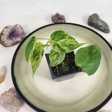 Load image into Gallery viewer, Philodendron Hederaceum, Heart Leaf, Exact Plant Variegated Ships Nationwide