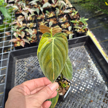 Load image into Gallery viewer, Philodendron Melanochrysum Variegated exact plant, Fedex 2day*