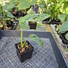 Load image into Gallery viewer, Monstera Adansonii European Mint, Exact Plant Variegated Ships Nationwide