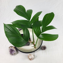 Load image into Gallery viewer, Rhaphidophora Decursiva 4" pot, Fedex 2day*