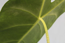Load image into Gallery viewer, Alocasia Lowii Exact Plant