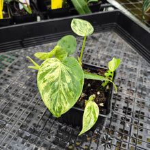 Load image into Gallery viewer, Philodendron Hederaceum, Heart Leaf, Exact Plant Variegated Ships Nationwide