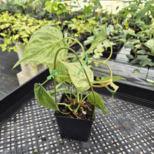 Load image into Gallery viewer, Philodendron Hederaceum, Heart Leaf Variegated exact plant, Fedex 2day*