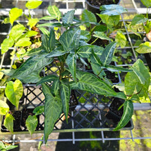 Load image into Gallery viewer, Syngonium Angustatum Little Star, Exact Plant