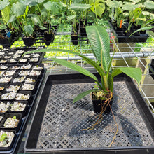 Load image into Gallery viewer, Philodendron Campii Lynette exact plant, Fedex 2day*