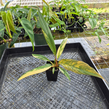 Load image into Gallery viewer, Philodendron Caramel Marble, Exact Plant Variegated Ships Nationwide
