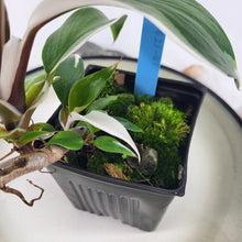 Load image into Gallery viewer, Philodendron White Knight Variegated 4" pot, Fedex 2 day*