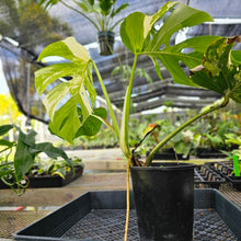 Load image into Gallery viewer, Monstera Borsigiana Albo Deliciosa, Exact Plant Variegated X-Large Ships Nationwide