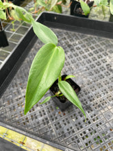 Load image into Gallery viewer, Monstera Burle Marx Flame 2.5" pot, Fedex 2day*