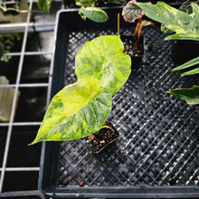 Load image into Gallery viewer, Alocasia Gageana Aurea, Exact Plant Variegated Ships Nationwide