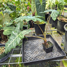 Load image into Gallery viewer, Alocasia Psuedosanderiana exact plant, Fedex 2day*