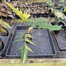 Load image into Gallery viewer, Philodendron Florida Beauty X Tortum Variegated exact plant, Fedex 2day*