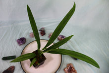 Load image into Gallery viewer, Anthurium Bakeri 4" pot, Fedex 2day*
