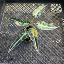 Load image into Gallery viewer, Alocasia Bambino Aurea Variegated 2.5" pot, Fedex 2day*