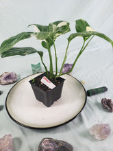 Load image into Gallery viewer, Monstera Lechleriana Variegated 4" pot, Fedex 2 day*