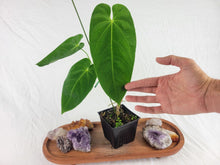 Load image into Gallery viewer, Anthurium Angamarcanum , Exact Plant