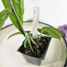 Load image into Gallery viewer, Anthurium Sp. Limon, Exact Plant Ships Nationwide