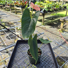 Load image into Gallery viewer, Anthurium Shibori, Exact Plant Variegated