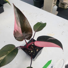 Load image into Gallery viewer, Philodendron Pink Princess, Exact Plant Variegated Ships Nationwide