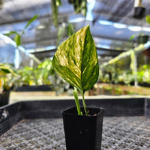 Load image into Gallery viewer, Monstera Peru "Karstenianum", Exact Plant Variegated Ships Nationwide