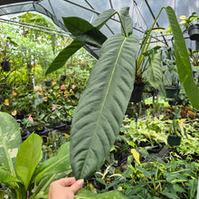 Load image into Gallery viewer, Anthurium Spectabile Wide Form exact plant, Fedex 2day*