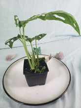 Load image into Gallery viewer, Mint Indonesia, exact plant, variegated Monstera Adansonii, ships nationwide