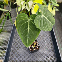Load image into Gallery viewer, Philodendron Glorious 4" pot, Fedex 2day*
