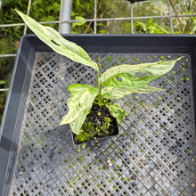 Load image into Gallery viewer, Monstera Adansonii Mint "Indonesia", Exact Plant Variegated Ships Nationwide