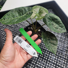 Load image into Gallery viewer, Alocasia Wentii, Exact Plant Variegated Ships Nationwide