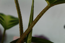 Load image into Gallery viewer, Xanthosoma Lindenii, triple plant, Exact Plant