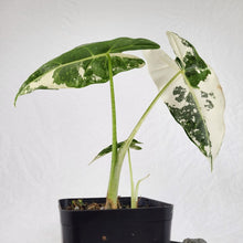 Load image into Gallery viewer, Alocasia Frydek, Exact Plant Variegated with baby