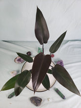 Load image into Gallery viewer, Philodendron Majesty 4" pot, Fedex 2day*