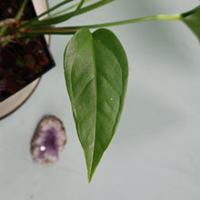 Load image into Gallery viewer, Anthurium Spectabile Wide Form Shipped Nationwide