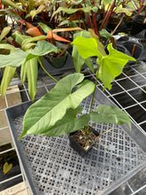 Load image into Gallery viewer, Anthurium Balaoanum "Dussii" 4" pot, Fedex 2day*