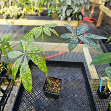 Load image into Gallery viewer, Pachira Aquatica Money Tree, Exact Plant Variegated 4" grafted Ships Nationwide
