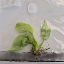 Load image into Gallery viewer, Philodendron Pastazanum Silver x Plowmanii Aurea Variegated tissue culture 2DayAir