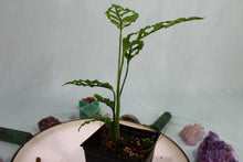 Load image into Gallery viewer, Monstera Obliqua Peru Exact Plant Ships nationwide