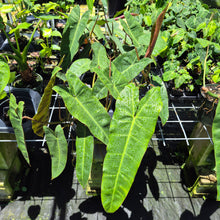 Load image into Gallery viewer, Philodendron Maximum 6" pot, Fedex 2day
